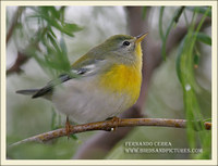 Northern Parula - Parula americana