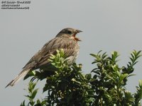 Corn Bunting - Emberiza calandra