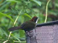 Chestnut-capped Brush-Finch - Buarremon brunneinucha