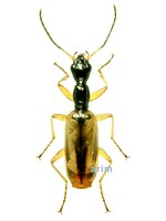 목대장먼지벌레 - Odacantha puziloi