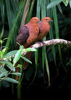 PHILIPPINE CUCKOO-DOVE