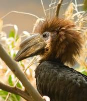 Black-casqued Hornbill (Ceratogymna atrata)