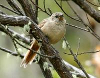 Streaked-backed canastero