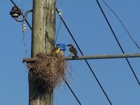 Great kiskadee, Pitangus sulphuratus in Suriname