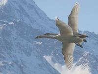 Trumpeter Swans