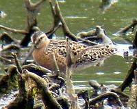 Short-billed Dowitcher. Photo by Greg Gillson