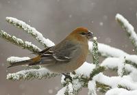 Pine Grosbeak