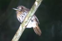 White-whiskered Puffbird. Photo by Barry Ulman. All rights reserved.