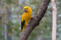 Golden Conure