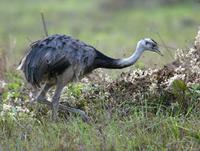 Greater Rhea