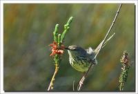 Spotted Prinia (Prinia maculosa)