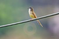 Yellow-bellied Prinia, 灰頭鷦鶯