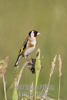 European Goldfinch ( Carduelis carduelis ) stock photo