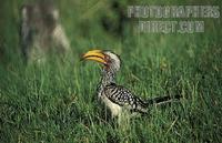 Southern Yellow billed hornbill , Tockus leucomelas , Hwange National Park , Zimbabwe stock phot...