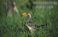 ...Southern Yellow billed hornbill , Tockus leucomelas , Hwange National Park , Zimbabwe stock phot