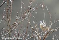 Fig. 22. Meadow Bunting : 멧새