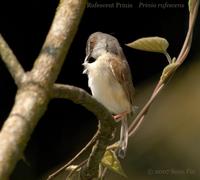 Rufescent Prinia