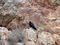 Red-billed Chough Pyrrhocorax pyrrhocorax