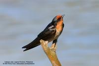 Pacific Swallow Scientific name - Hirundo tahitica