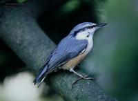 Nuthatch Sitta europaea 동고비