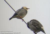 Fig. 2. Silky Starling