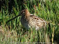 Latham's (Japanese) Snipe Gallinago hardwickii Latham's Snipe