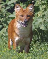 picture of a dhole Cuon Alpinus