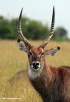 Male waterbuck (Kobus ellipsiprymnus)