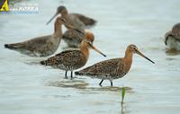 Fig. 4. Black-tailed Godwit : 흑꼬리도요