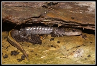 : Ambystoma macrodactylum macrodactylum; Long-toed Salamander