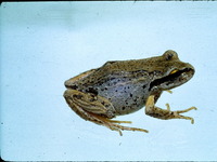 : Batrachyla taeniata; Banded Wood Frog