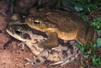 : Bufo arenarum