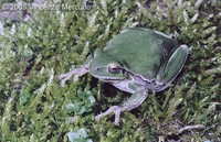 : Hyla intermedia