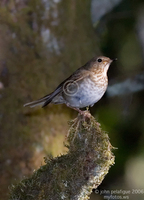 : Catharus ustulatus; Swainson's Thrush