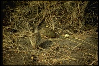 : Francolinus afer; Red-necked Spurfowl