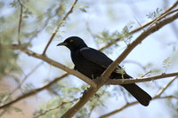: Onychognathus nabouroup; Pale Winged Starling