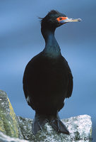 : Phalacrocorax urile; Red-faced Cormorant