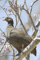 : Pternistis adspersus; Red Billed Sandgrouse