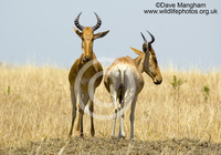 : Alcelaphus buselaphus ssp. cokii; Coke's Hartebeest