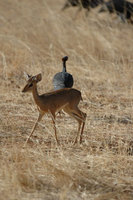 : Madoqua kirkii; Kirk's Dikdik