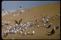 : Sterna elegans; Elegant Tern