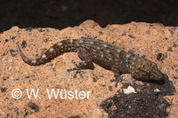 : Tarentola delalandii; Tenerife Gecko