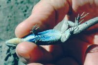 : Urosaurus nigricaudus; Black-tailed Brush Lizard