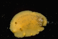 : Discodoris heathi; Gritty Dorid