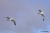 Shy Albatross