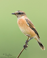 Siberian Stonechat Saxicola maura