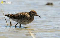 Fig. 1. Sharp-tailed Sandpiper : 메추라기도요