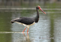 Photo of  čáp černý Ciconia nigra Black Stork Schwarzer Storch