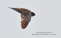 Himalayan Swiftlet