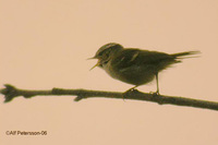 Chinese Leaf Warbler Phylloscopus yunnanensis